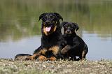 BEAUCERON - ADULTS and PUPPIES 035